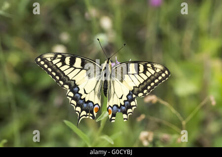 Papilio machaon, European Swallowtail from Germany Stock Photo