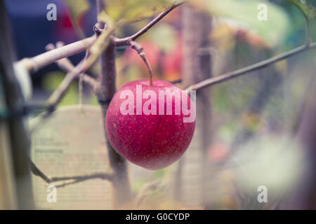 Red apple cultivar Gravenstein hanging on the tree Stock Photo
