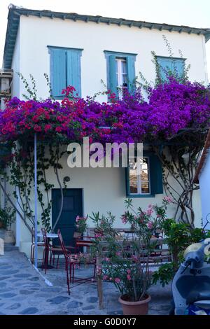 House and bougainvillea in Skopelos Greece Stock Photo