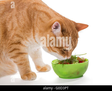 Fat ginger cat eating a salad, isolated on white Stock Photo