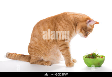 Fat ginger cat eating a salad, isolated on white Stock Photo