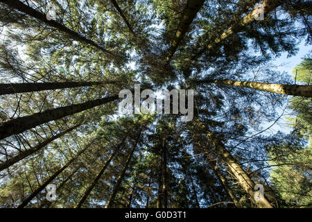 tree canopy Craigieburn forest viewed from below Stock Photo