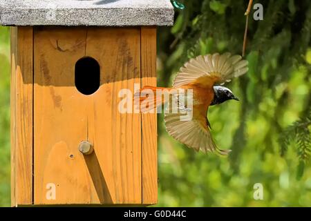 Common redstart starting at the nest box Stock Photo