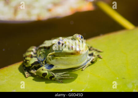 A frog on a water lily Stock Photo