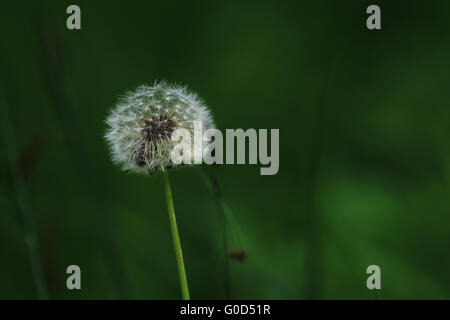 Dandelion seed head, Taraxacum officinale Stock Photo