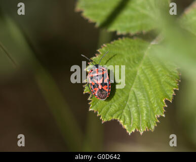 Adult Red and black Ornate Shield Bug Stock Photo