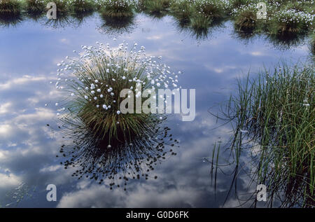 Tussock Cottongrass and clouds reflects in a lake Stock Photo