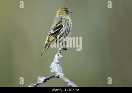 Siskin adult female sits on a branch with lichen Stock Photo