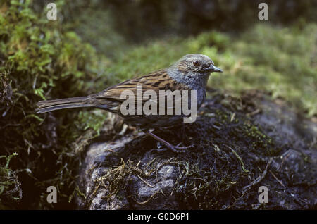 Dunnock adult bird sits on a stone