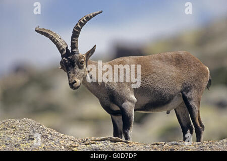 Iberian Ibex buck stands on a rock shelte Stock Photo