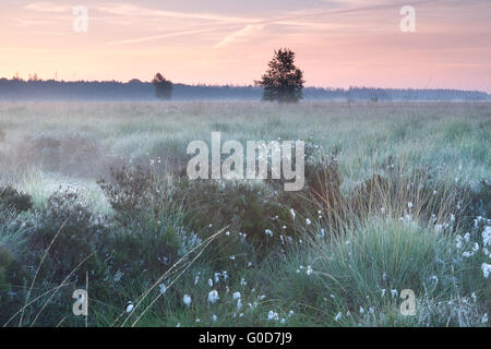 summer sunrise on swamp Stock Photo