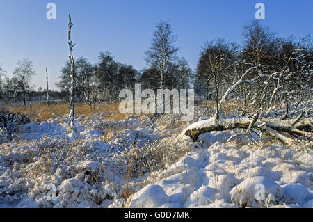 Silver Birches in a snowy-covered moor landscape Stock Photo