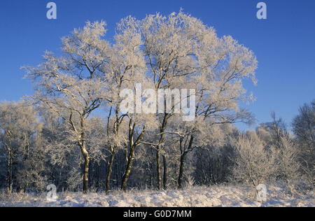 Silver Birches with hoar frost Stock Photo