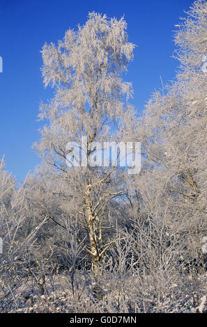 Silver Birches with hoar frost Stock Photo