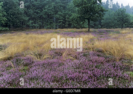 Common Heather blooming field on a rainy day Stock Photo
