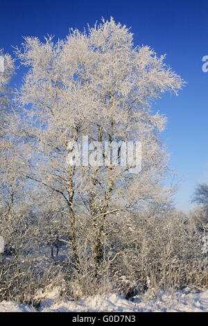 Silver Birches with hoar frost Stock Photo