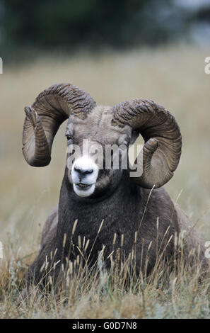 Portrait of a Bighorn Sheep ram Stock Photo