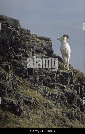 Young Dall Sheep ram stands in a crag Stock Photo