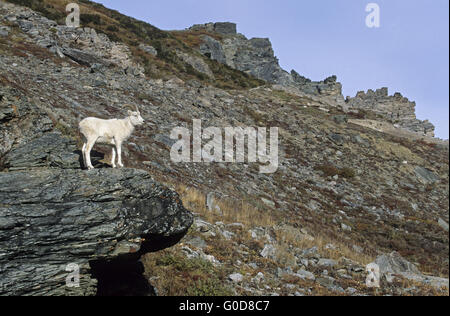 Young Dall Sheep ram stands on a rock shelter Stock Photo