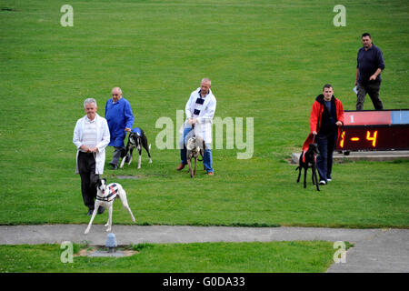 Departure of Greyhound racing, Shelbourne Park Greyhound Stadium, Dublin, Ireland Stock Photo