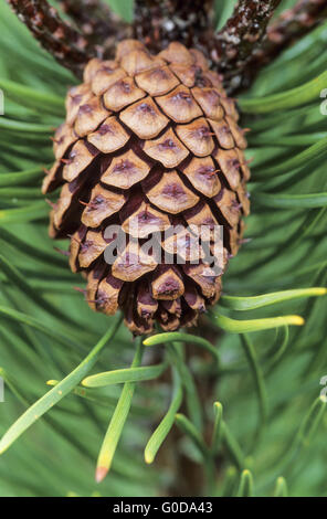 Scots Pine is an important tree in foresty Stock Photo