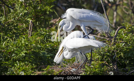 Great Egret Stock Photo