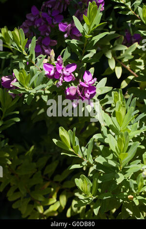 Polygala myrtifolia Stock Photo