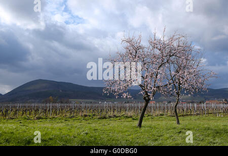 Blossoming Almond Tree (Prunus dulcis) before Haar Stock Photo