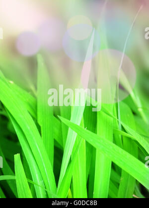 early morning light falling on the foreground gras Stock Photo