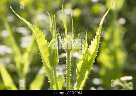 thistle plant Stock Photo
