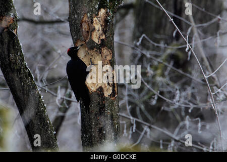 Dryocopus martius, Black Woodpecker Stock Photo
