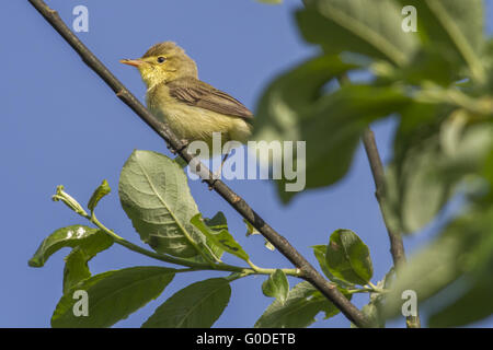 Melodious warbler (Hippolais polyglotta) Stock Photo