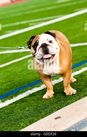 Bulldog on football field