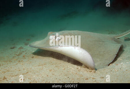 Southern Stingray Stock Photo