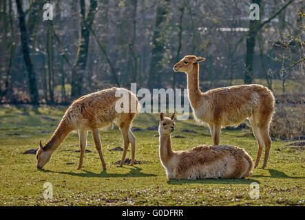 Three lamas on pasture Stock Photo