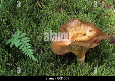 Brown-roll Rim in times past edible but toadstool Stock Photo