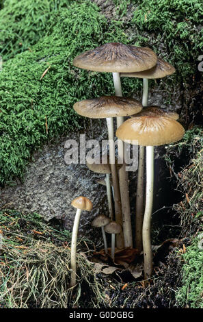 Edible mushroom Hymenopellis radicata or Xerula radicata on a mountain ...