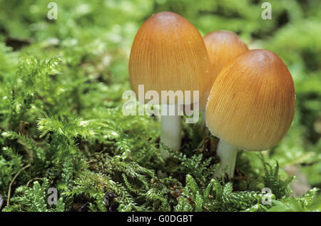 Mica Cap is a not recognized edible mushroom Stock Photo