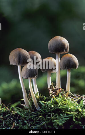 Mica Cap is a not recognized edible mushroom Stock Photo