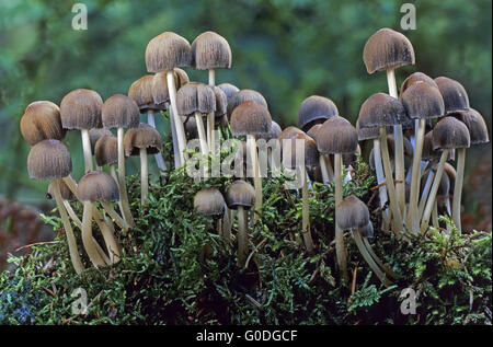 Mica Cap is a not recognized edible mushroom Stock Photo