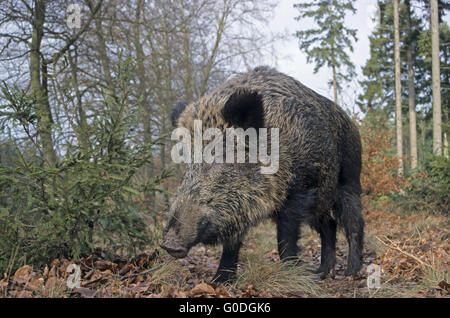 Wild Boar sow searches food at forest edge Stock Photo