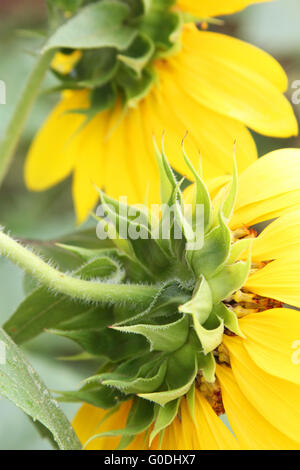 Closeup of backs of two sunflowers showing sepals Stock Photo