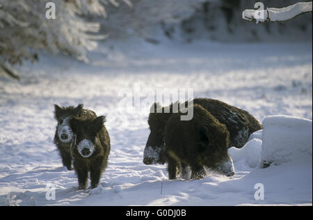 Wild Boar sow and piglets one year old in snow Stock Photo