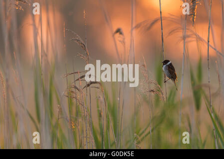 Common reed bunting from Germany Stock Photo
