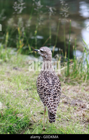 Spotted thick-knee in the grass Stock Photo