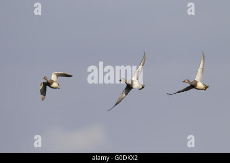 Gadwall the name has been used since 1666 Stock Photo