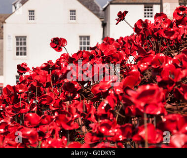 'Weeping Window' poppy sculpture by Paul Cummins and Tom Piper, installed at St. Mangus Cathedral in Orkney Stock Photo