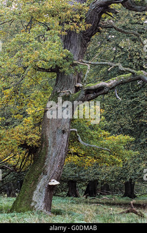 Very old English Oak in a Denish forest Stock Photo