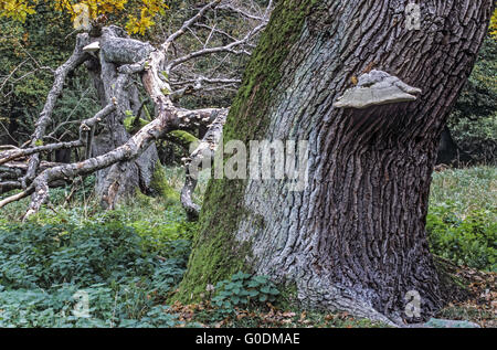 Very old English Oak in a Denish forest Stock Photo