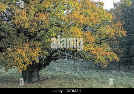 Pedunculate Oak is a long-lived tree Stock Photo